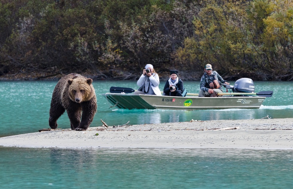 What to do in Alaska in summer: Spot the "Big Four"