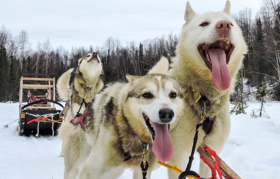Top Alaska Vacation Package Ideas: Dogsledding package vacations