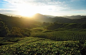 Visit Malaysia's Cameron Highlands for tea, hiking, steamboat, and more
