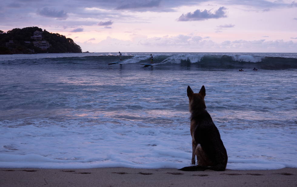 A dog waits patiently on the beach as his master surfs