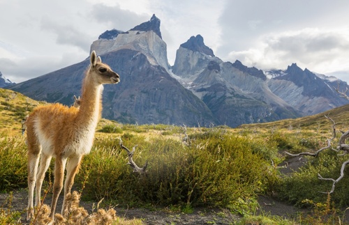 Guanaco in Patagonia in Chile