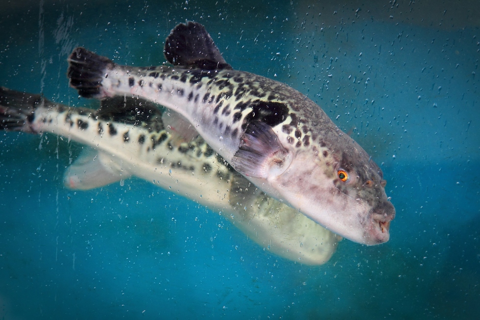 Fugu fish swimming in a tank