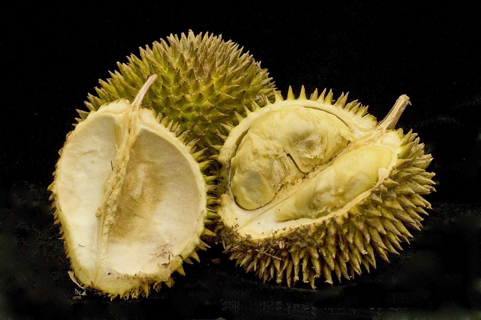 Durian fruits cracked open.