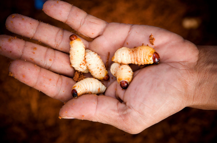 A handful of sago worms