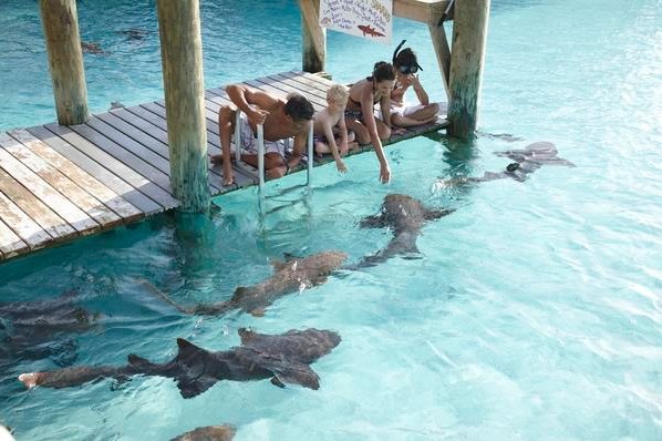 Guests feed sharks at Fowl Cay in Great Exuma, The Bahamas.