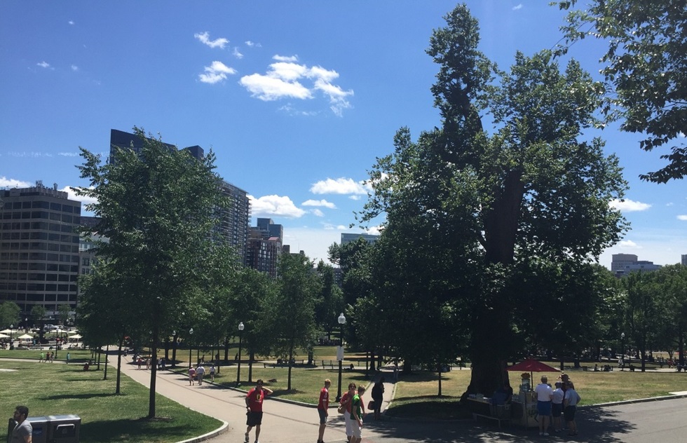 People enjoying the Boston Common park on a sunny day.