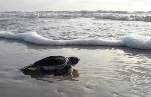 How to View Sea Turtles in Florida—Without Disturbing Them | Frommer's