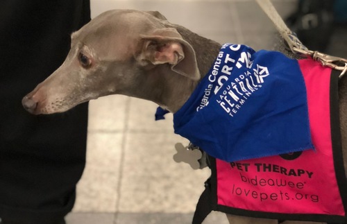 Stressed at LaGuardia? The Airport Will Bring You a Therapy Dog | Frommer's