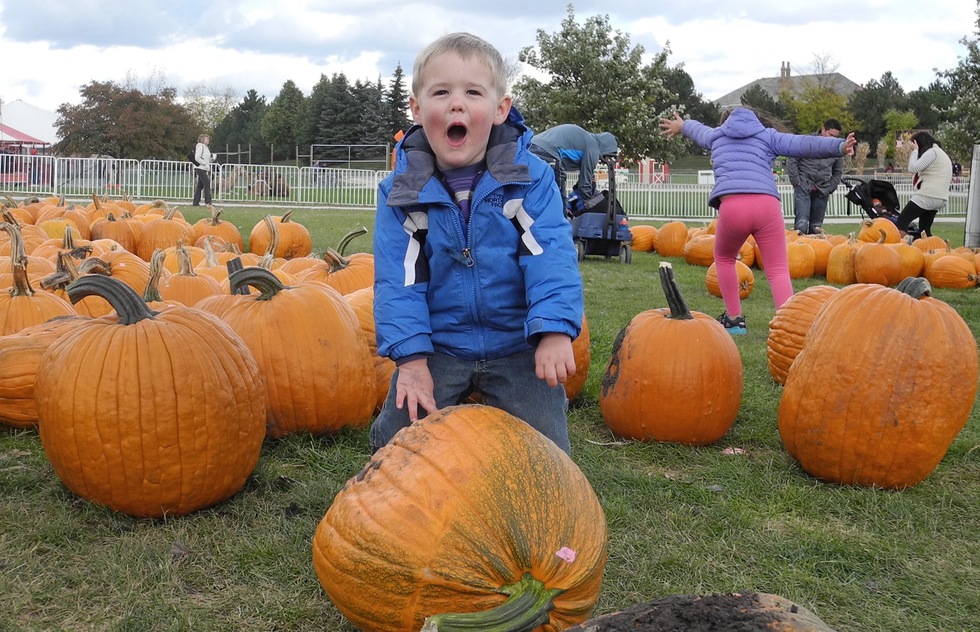 A young boy finds his pumpkin at Goebbert's Pumpkin Patch in Illinois