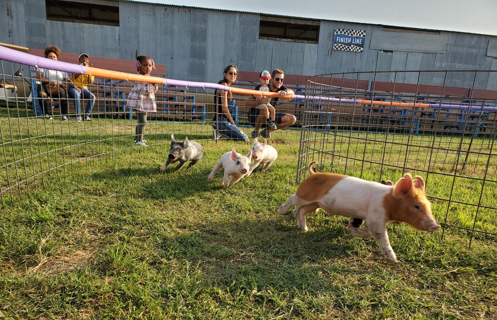Piglet racing at Klausmayer Dairy Farms and Pumpkin Patch