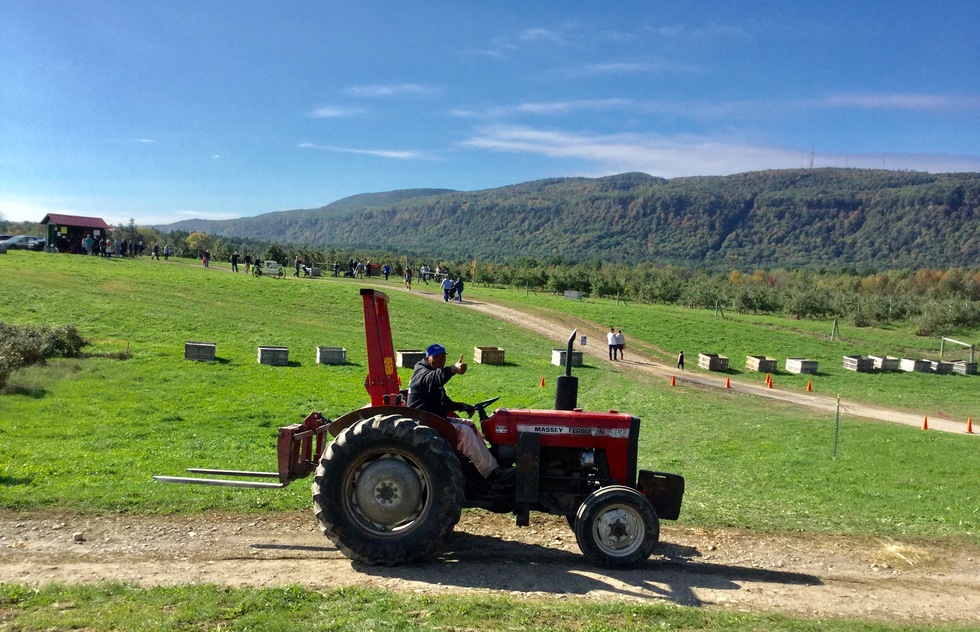 A farmer on a tractor greets visitors at Indian Ladder Farms in New York.