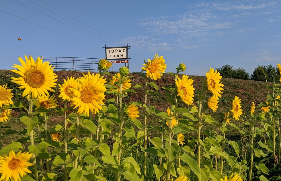 The sunflower fields at Topaz Farms