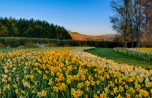 PHOTOS: The USA's Largest Daffodil Display in Bloom | Frommer's