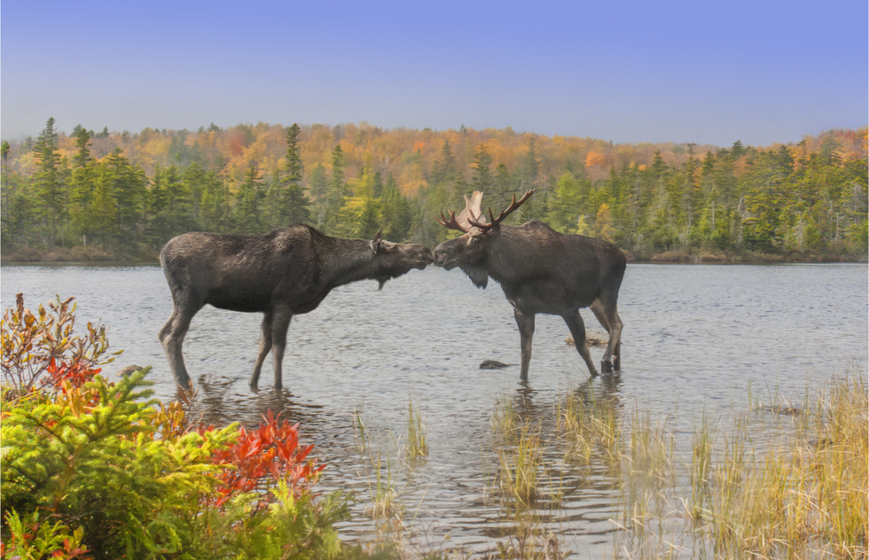 Things to Do in The North Woods | Frommer's