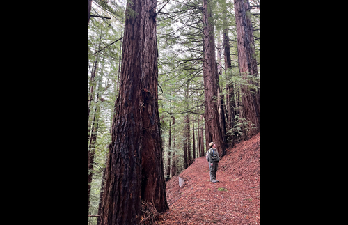 An Easy New Way to See Redwoods in the San Francisco Bay Area | Frommer's