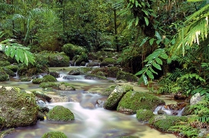 The Daintree Rainforest in Queensland, Australia.
