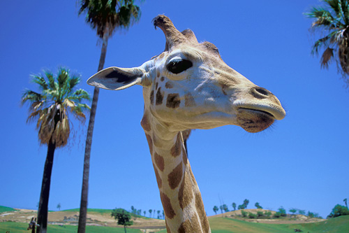 A giraffe at the San Diego Wild Animal Park.