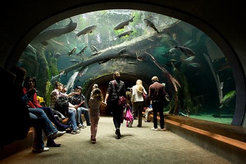 Walkthrough Aquarium at Golden Gate Academy of Sciences at Golden Gate Park in San Francisco, CA