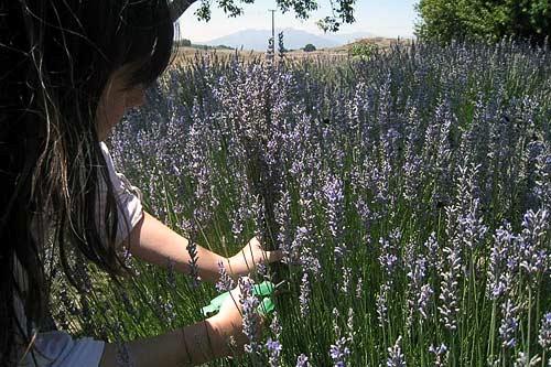 Lavender season at New Oak Ranch in Ojai, CA.
