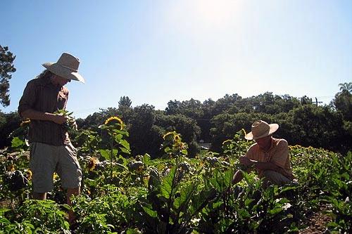 A volunteer lends a hand to Steve Sprinkel (left), who runs the Farmer and Cook in Ojai, CA.
