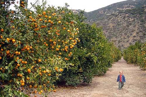 The citrus groves of Friend's Ranch in Ojai, CA.