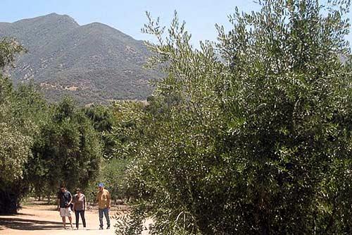 Ojai Olive Oil sits just beyond the limits of the Los Padres National Forest.