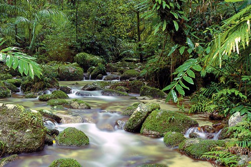 The Daintree Rainforest in Queensland, Australia.