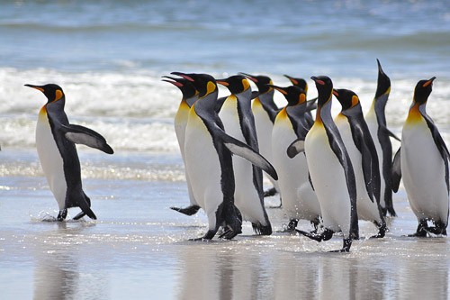 King penguins at Volunteer Point, Falkland Islands.