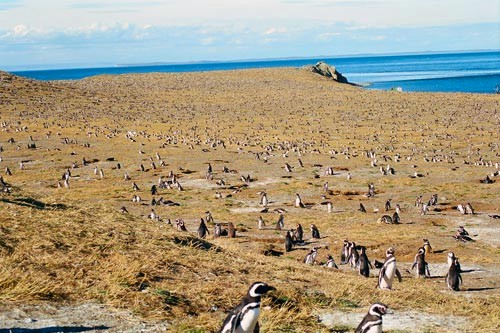 Tens of thousands of penguins breeding during summer time on the Magdalena Island, Chile.