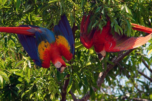 Two scarlet macaws hanging upside down in a tree in Corcovado National Park.