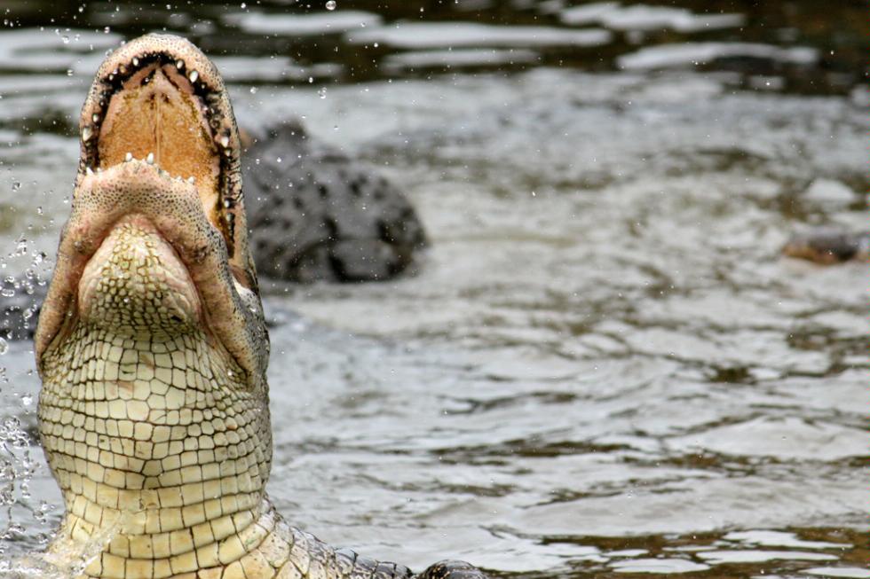 A hungry gator says hello, Gatorland, Florida.