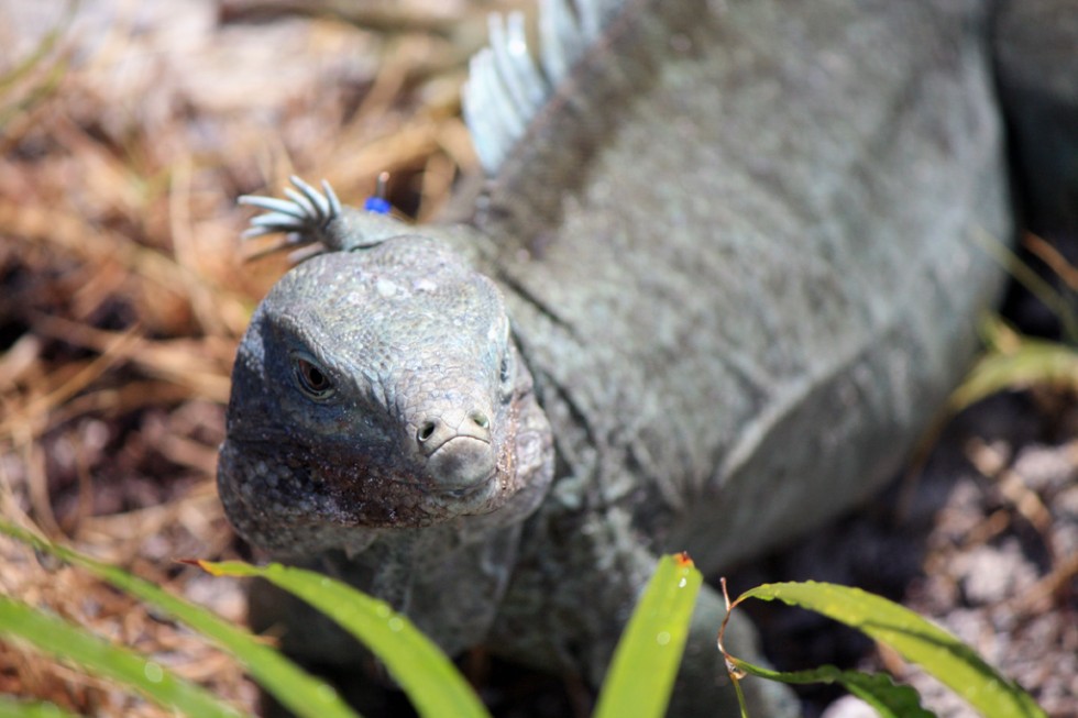 Turks and Caicos rock iguanas are the largest native land animal in the archipelago.