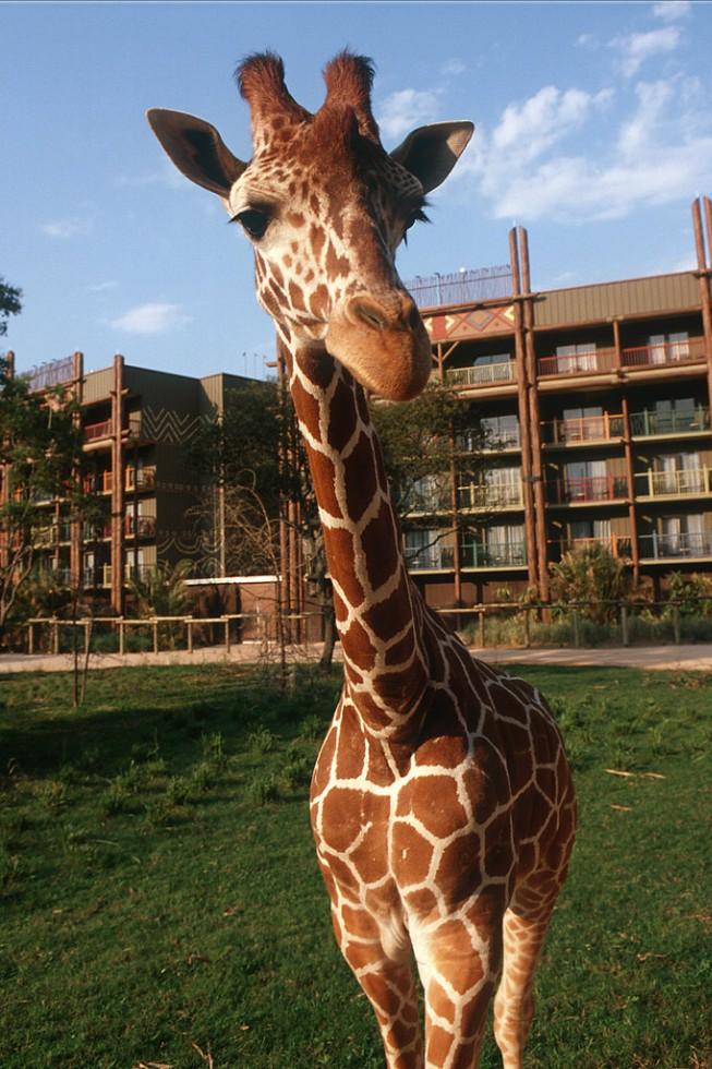 Giraffes and other exotic animals at Disney's Animal Kingdom Lodge bring the excitement and splendor of an African wildlife reserve to Walt Disney World Resort in Lake Buena Vista.