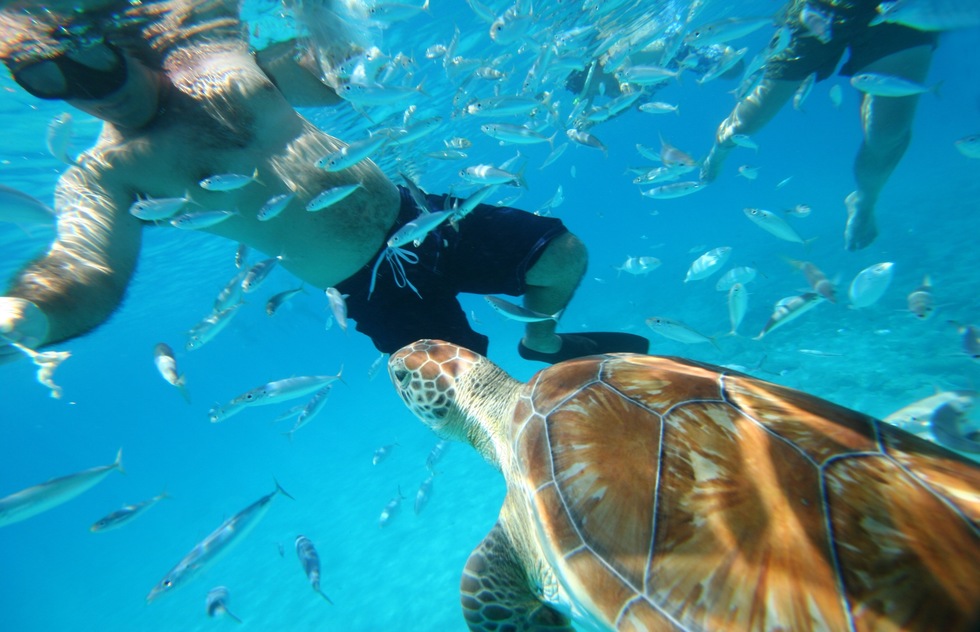 Swimming with turtles, Barbados
