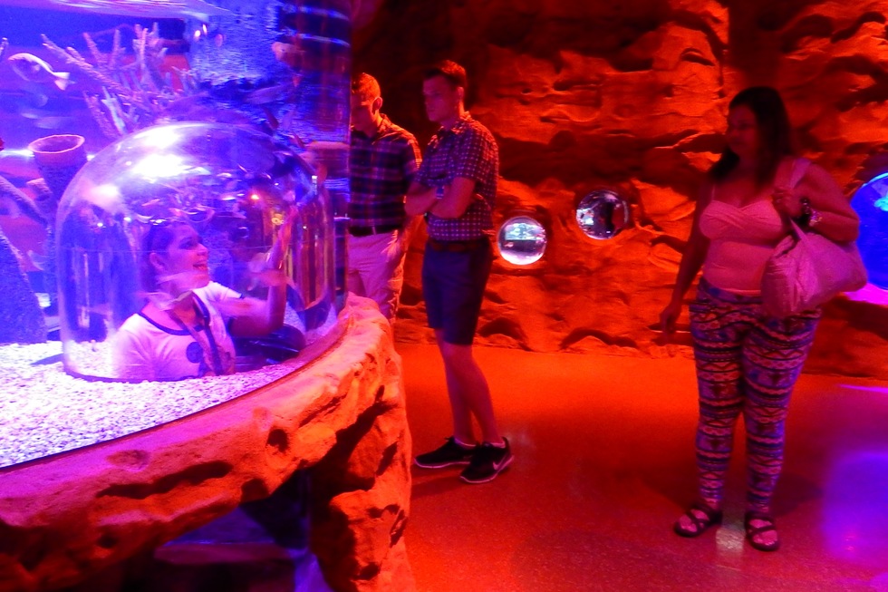 What to do in Orlando without theme parks: Orlando SeaLife Aquarium