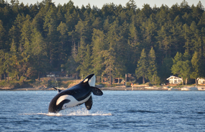 Best whale watching in the USA: San Juan Islands, Washington