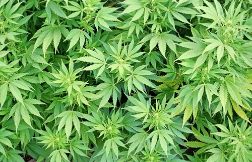 Marijuana crop growing