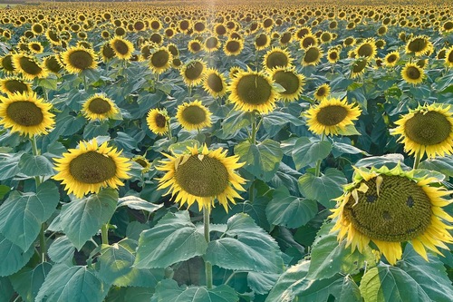 Sunflowers at Grinter Farms, Kansas