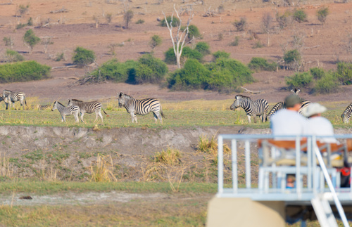 Viewing zebras from a cruise on the Chobe River separating Namibia and Botswana