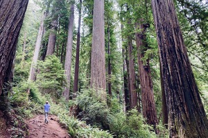Cathedral Trail, Redwoods National Park, Redwoods State and National Parks, California, Redwood Trees