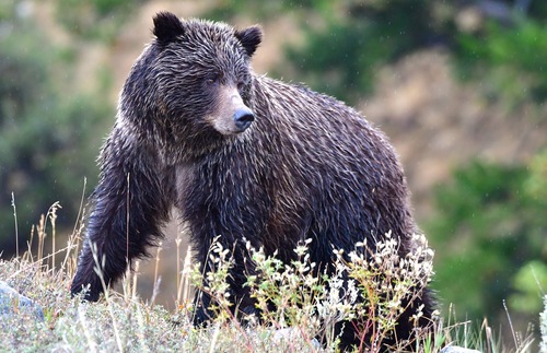 Yellowstone's best wildlife: grizzly bear in the Lamar Valley