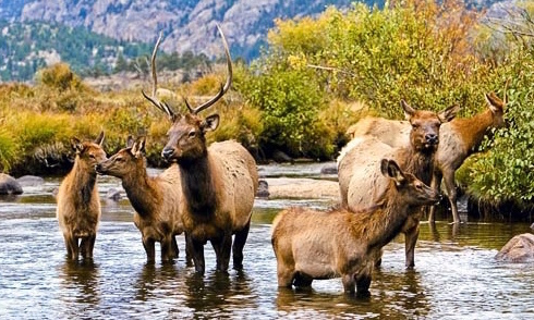 Herds of elk are just some of the wildlife present throughout Rocky Mountains National Park. Courtesy Colorado Tourism