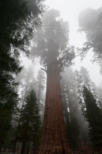 In the mist, the huge General Sherman Tree protrudes toward the sky, along with other sequoia trees surrounding it. Most of the branches and greenery are on the upper half of the trees.