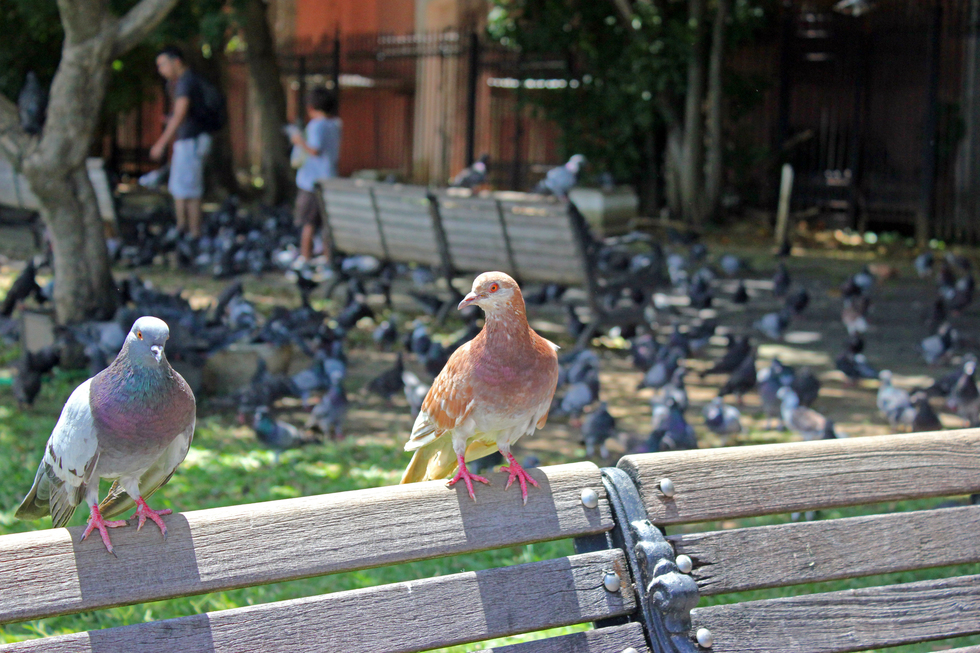 Pigeons perching on a bench in Parque de las Palomas.