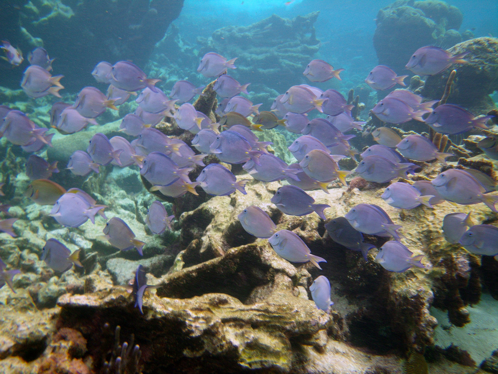 A school of purple fish swim past dark coral. 