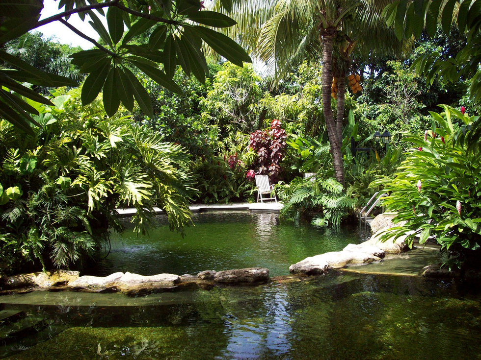 A green pond surrounded by lush tropical plants. 