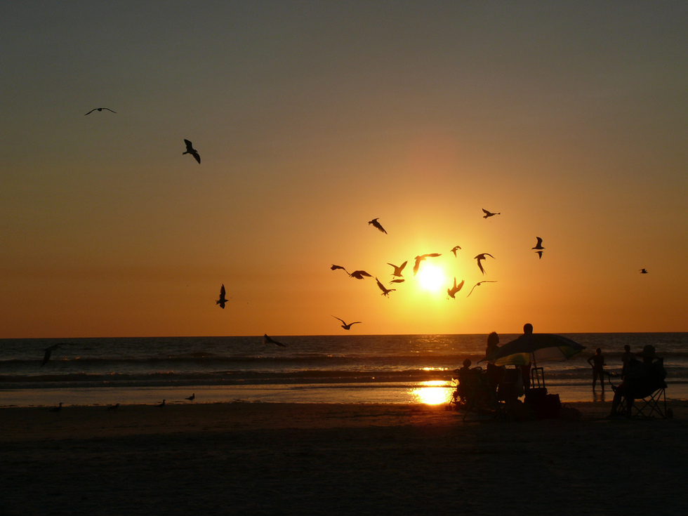 The silhouette of birds flying in front of an orange sunset. 