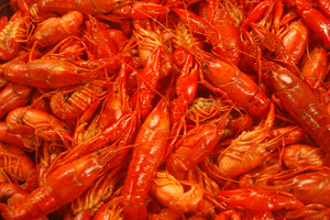 Crawfish are a major component in Louisiana cuisine.