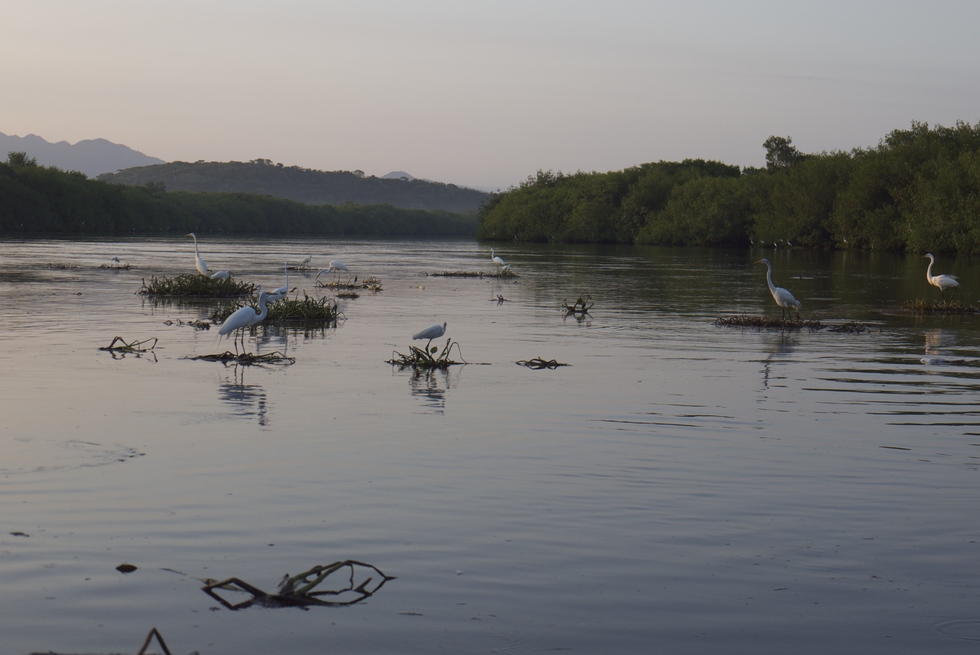 Herons in the mangrove swamp of San Blas, Mexico