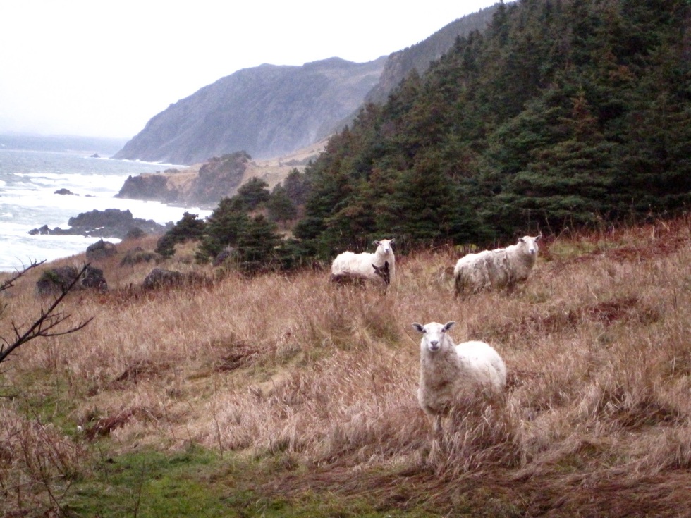 Sheep on the Green Garden’s Trail in Gros Morne National Park, Newfoundland, Canada